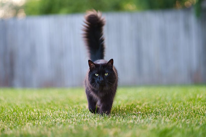 Chat noir jouant avec un fil