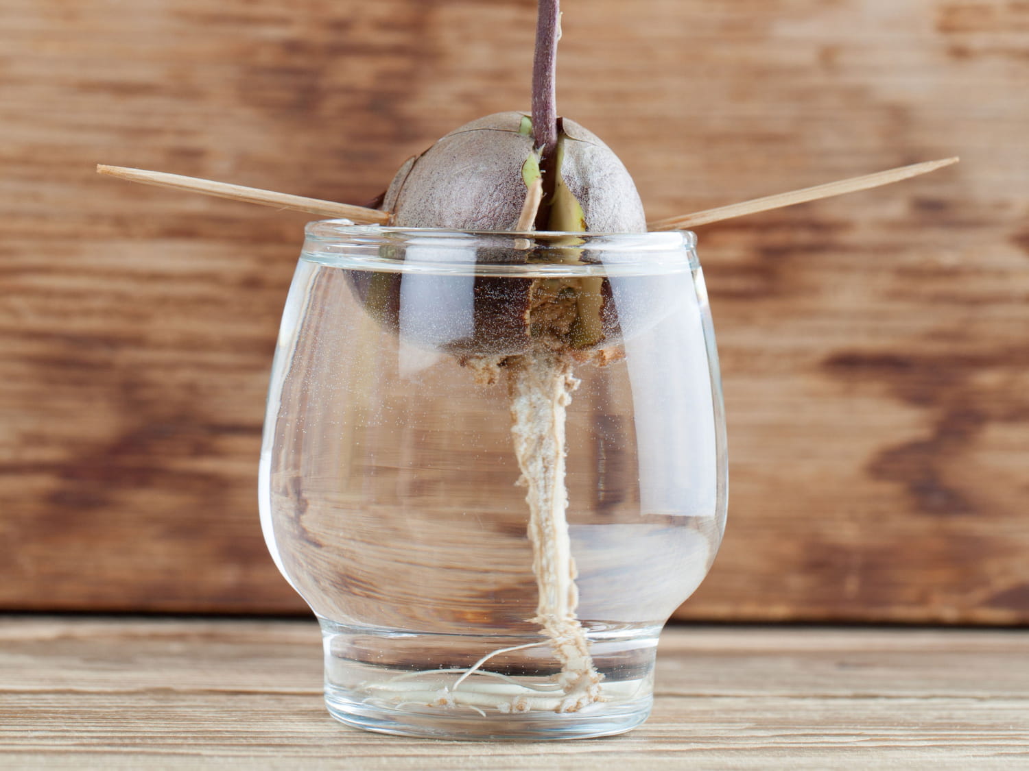 Noyau d'avocat suspendu par des cure-dents au bord d'un verre d'eau, avec des racines blanches