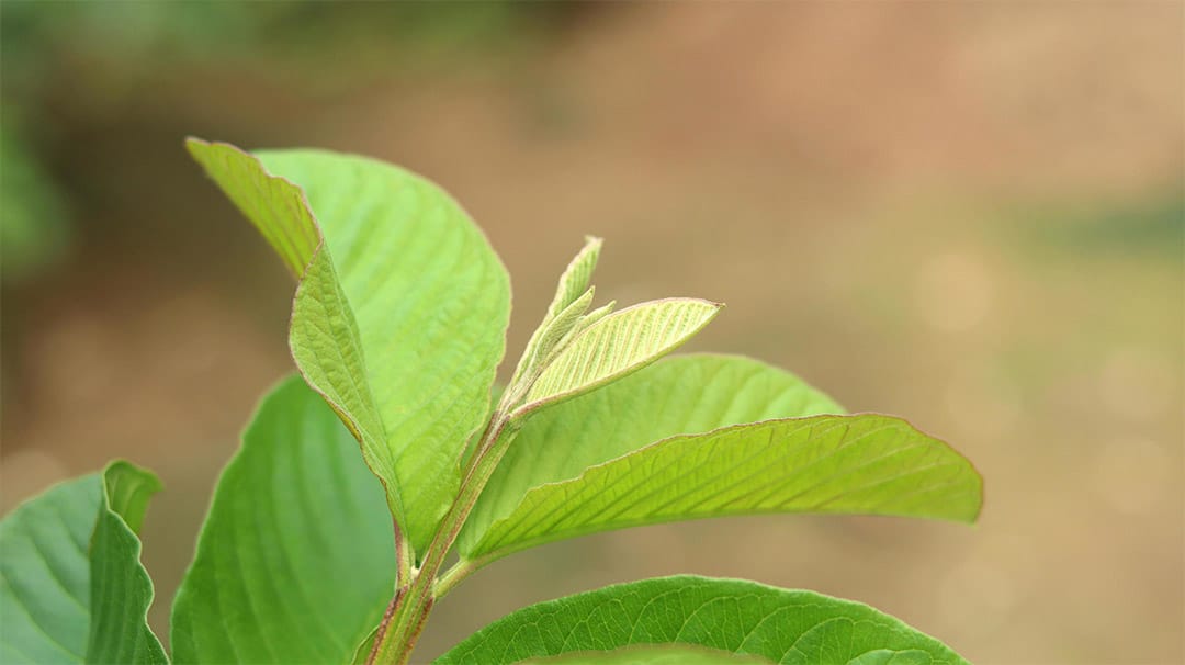 Feuilles de goyave fraîches