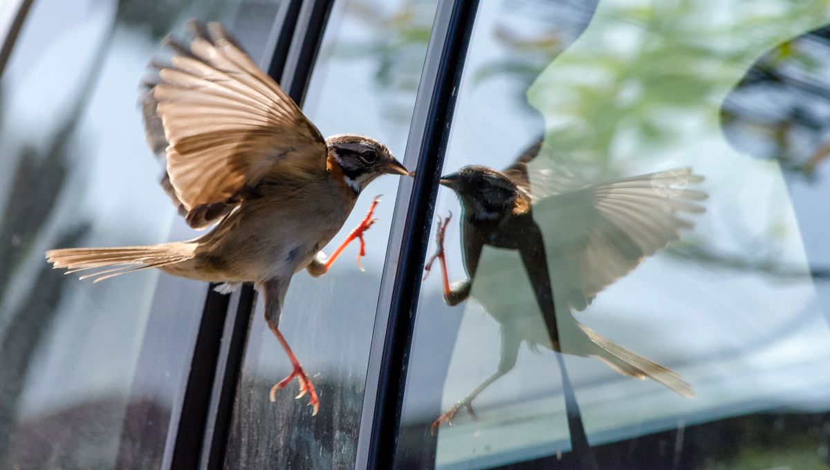 Oiseau se posant sur le rebord d'une fenêtre
