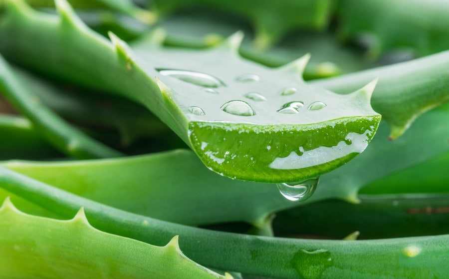 Feuille d'aloe vera coupée