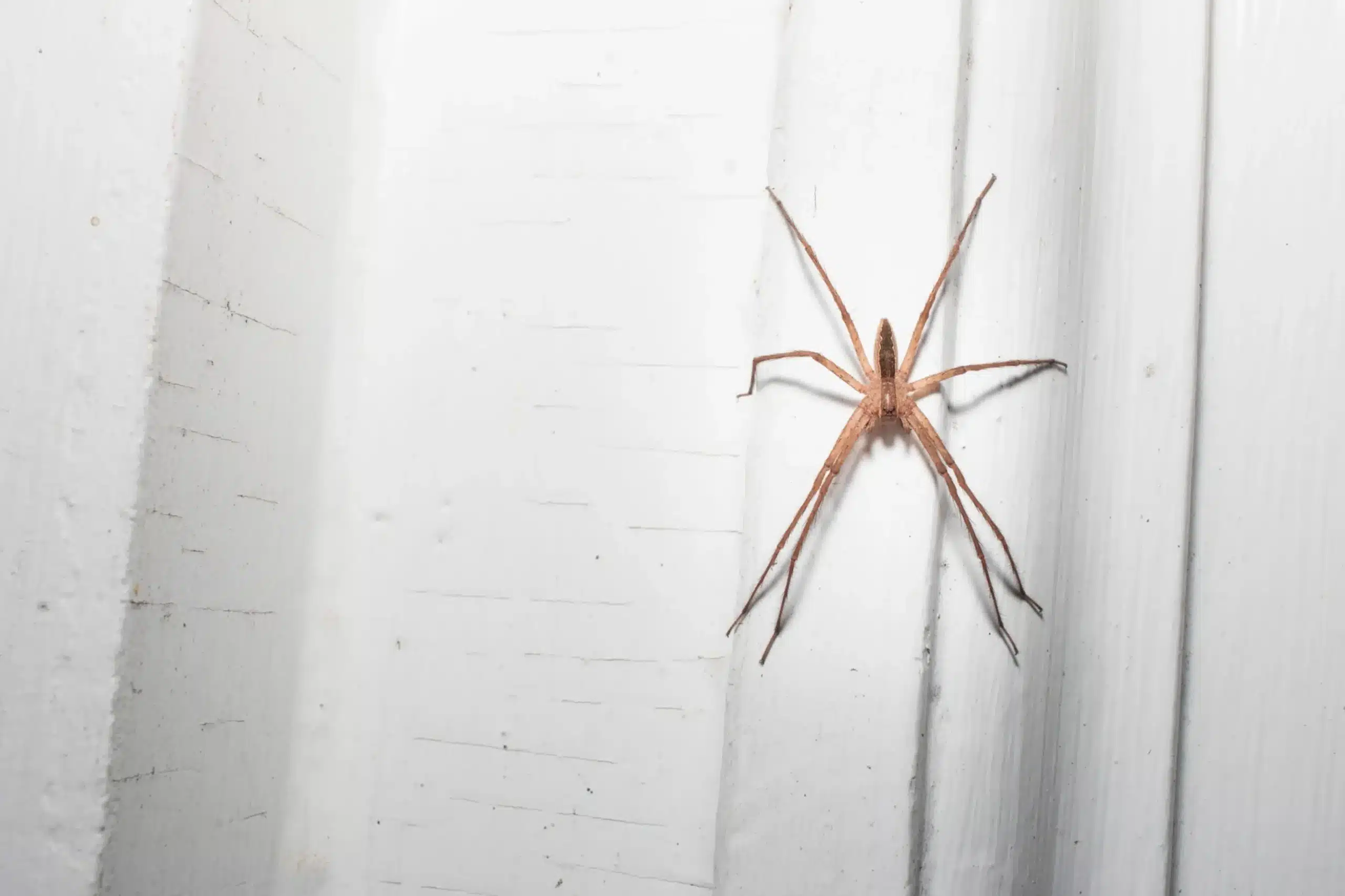 Grosse araignée sur un mur