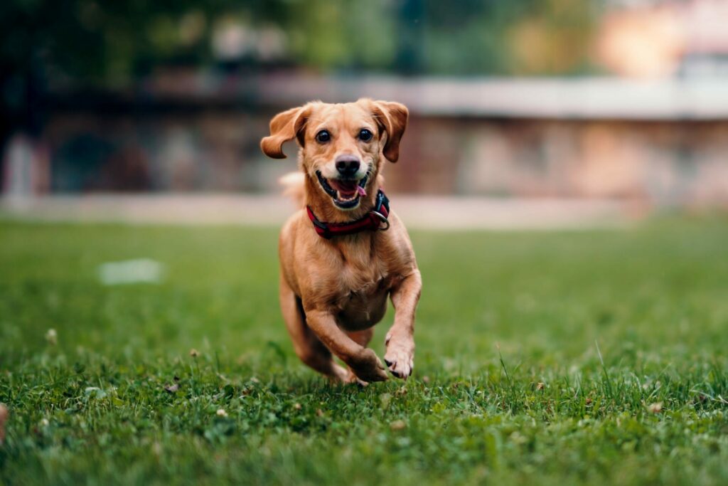 Chien loyal regardant avec affection