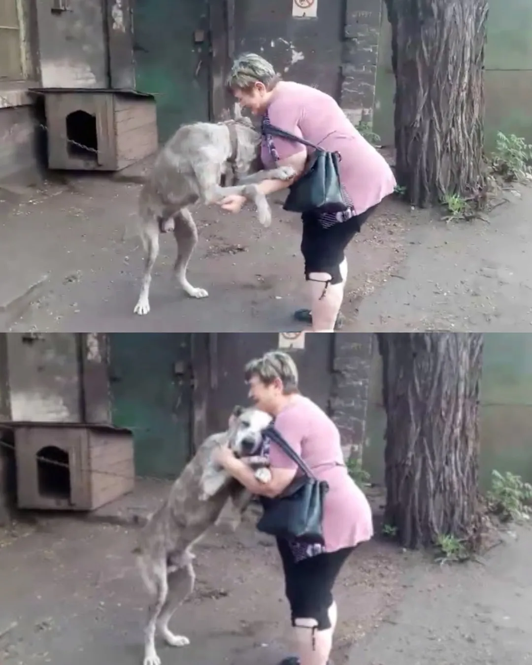 Retrouvailles émouvantes entre Claire et son chien Lucky