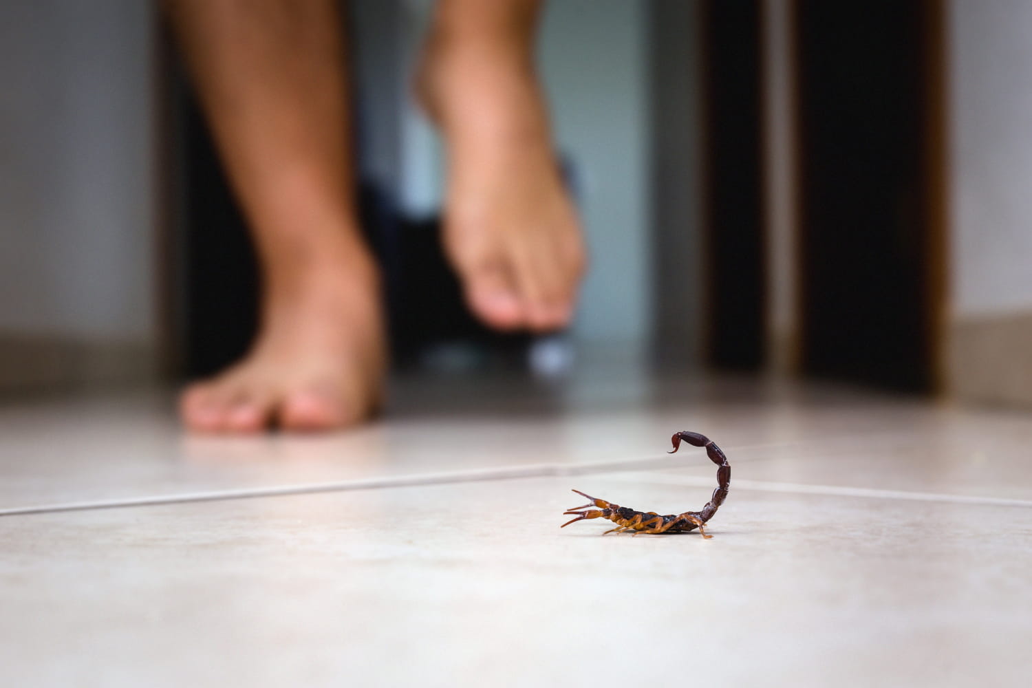 Scorpion se protégeant des intempéries