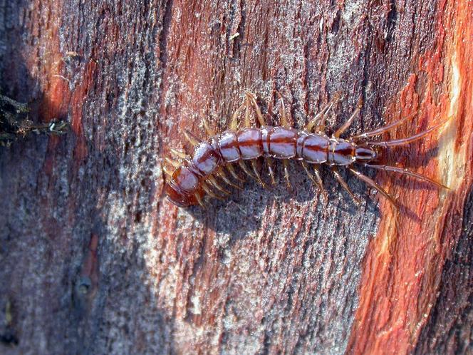 Détail d'un mille-pattes inoffensif