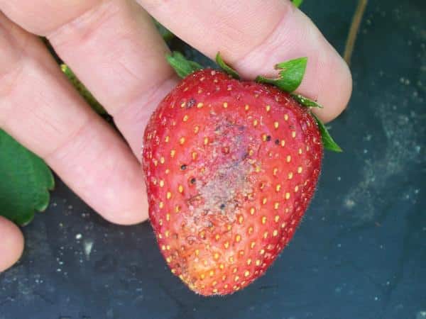 Fraises dans un bol d'eau et vinaigre