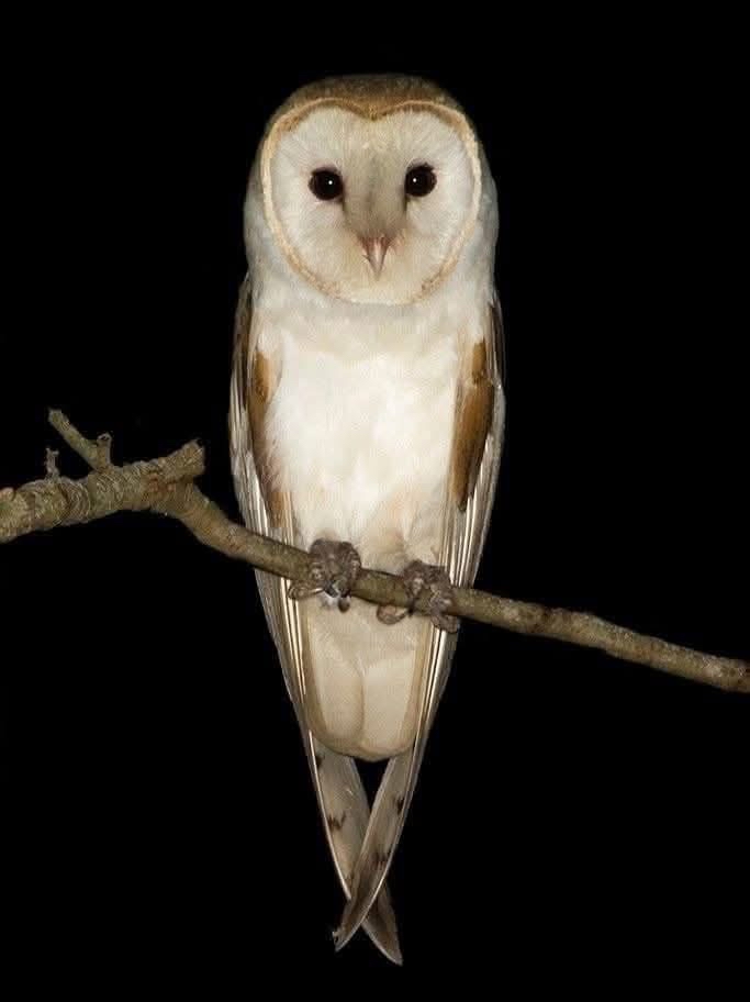 Hibou en vol nocturne, ailes déployées