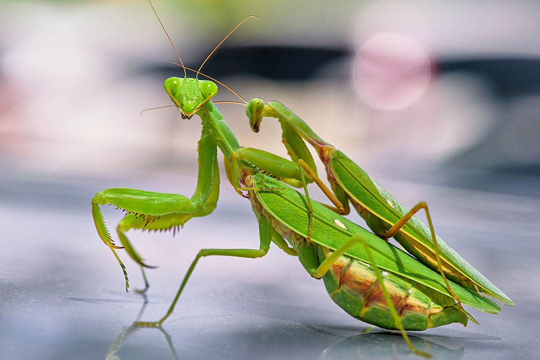 Mante religieuse sur une branche, dans un environnement naturel