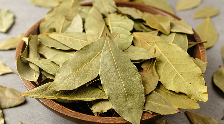 Feuilles de laurier fraîches