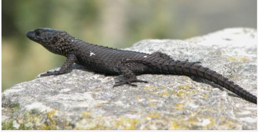 Reptile noir observé de près