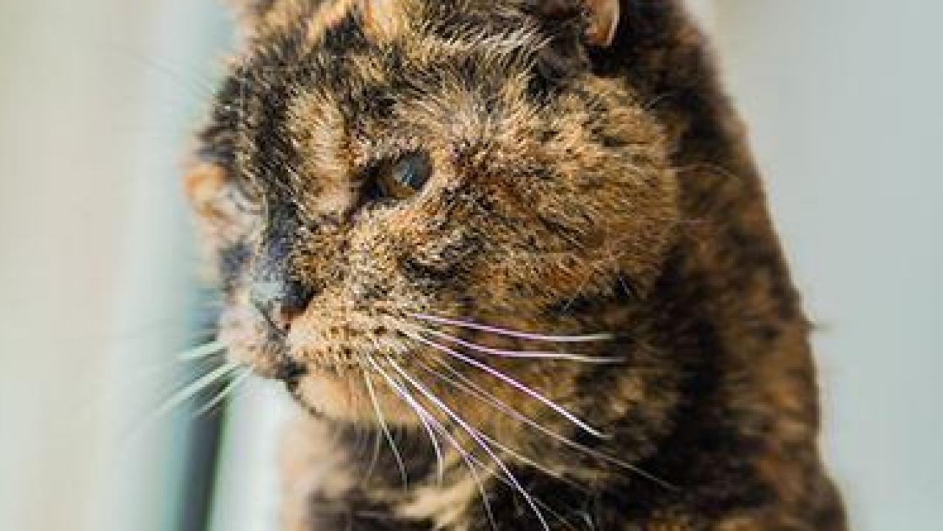 Chat heureux dans un environnement enrichissant