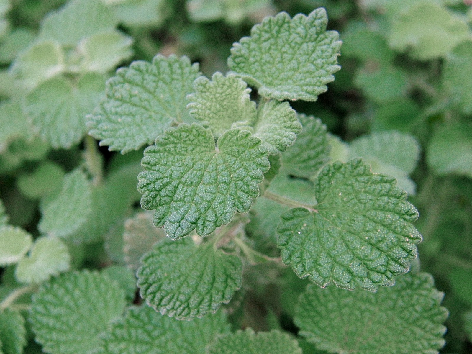 Infusion de marrube rouge dans une tasse