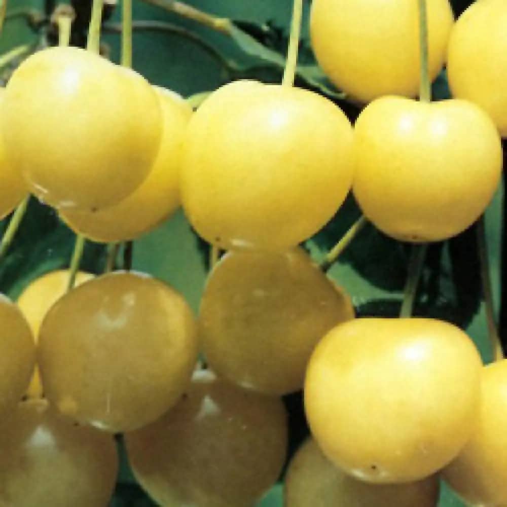 Cerises rouges sur fond blanc