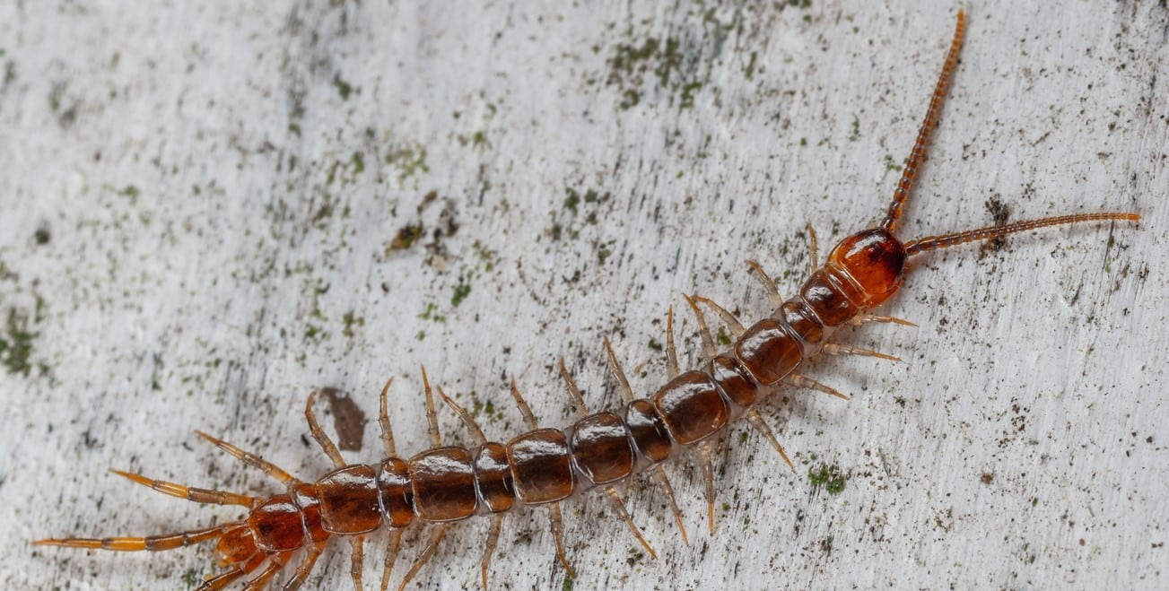 Mille-pattes dans leur habitat naturel