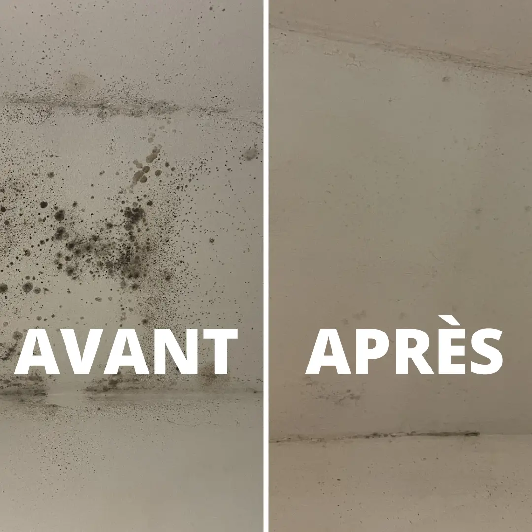 Solution anti-moisissure maison