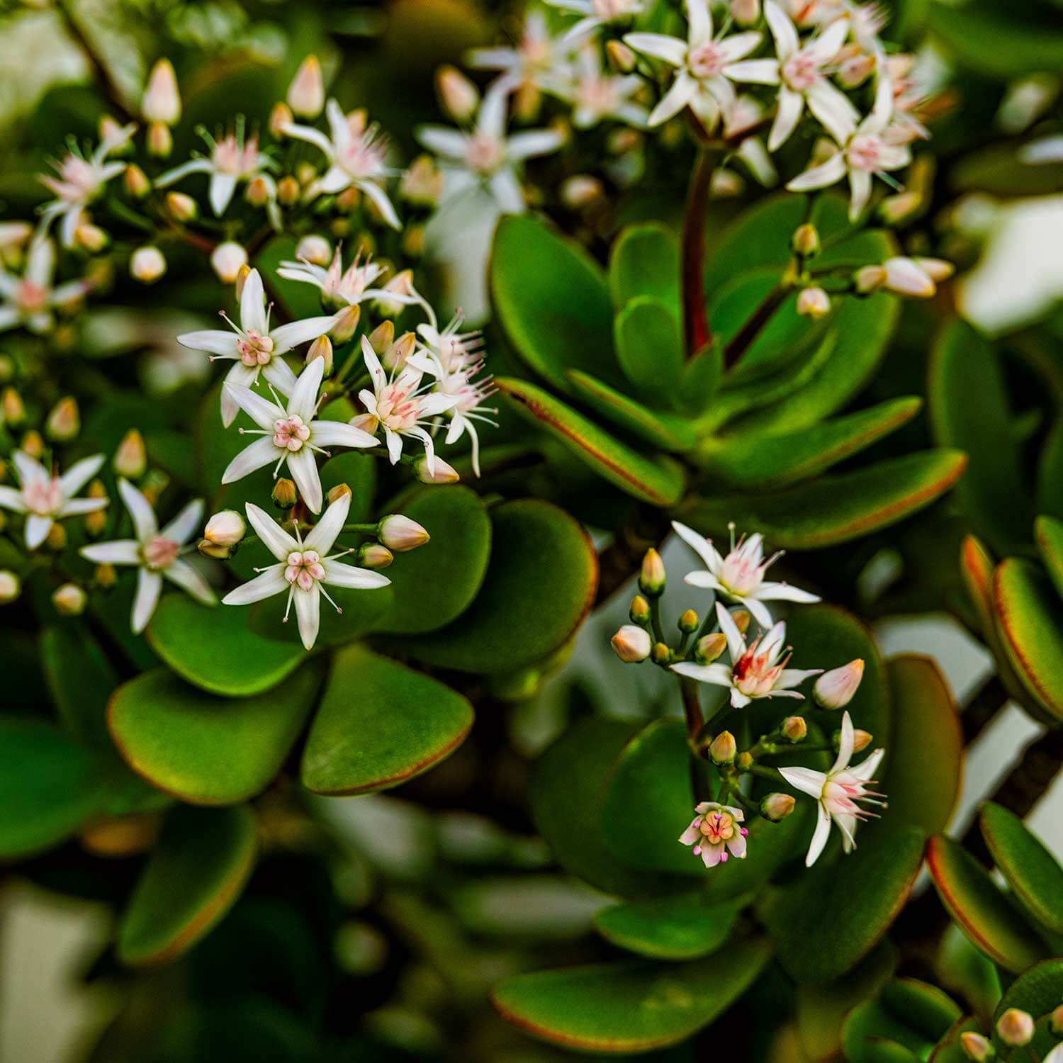 Portrait d'un arbre de jade en pot, montrant ses feuilles charnues et brillantes