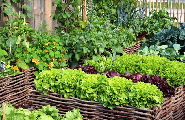 Personne vaporisant un traitement naturel sur des plants de tomates dans un potager