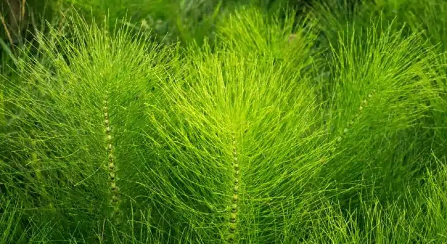Plante de prêle