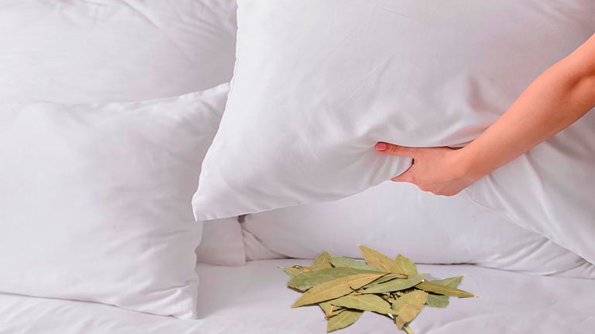Feuilles de laurier placées sous un oreiller pour mieux dormir