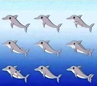 Illustration de dauphins camouflés dans les vagues