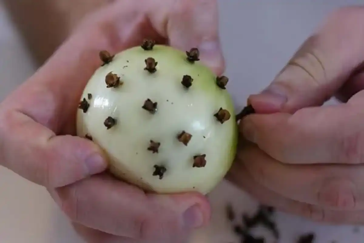 Oignon piqué de clous de girofle