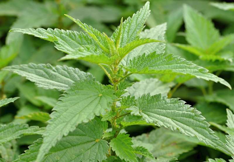 Plante d'ortie en croissance