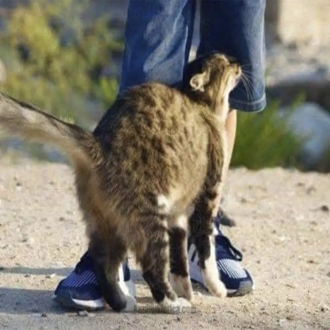 Chat se frottant la tête contre une main