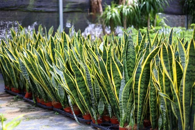 Sansevieria trifasciata, variété populaire de langue de belle-mère