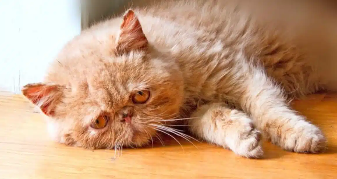 Chat caché sous un meuble