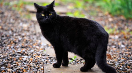 Illustration stylisée d'un chat noir entrant dans une maison