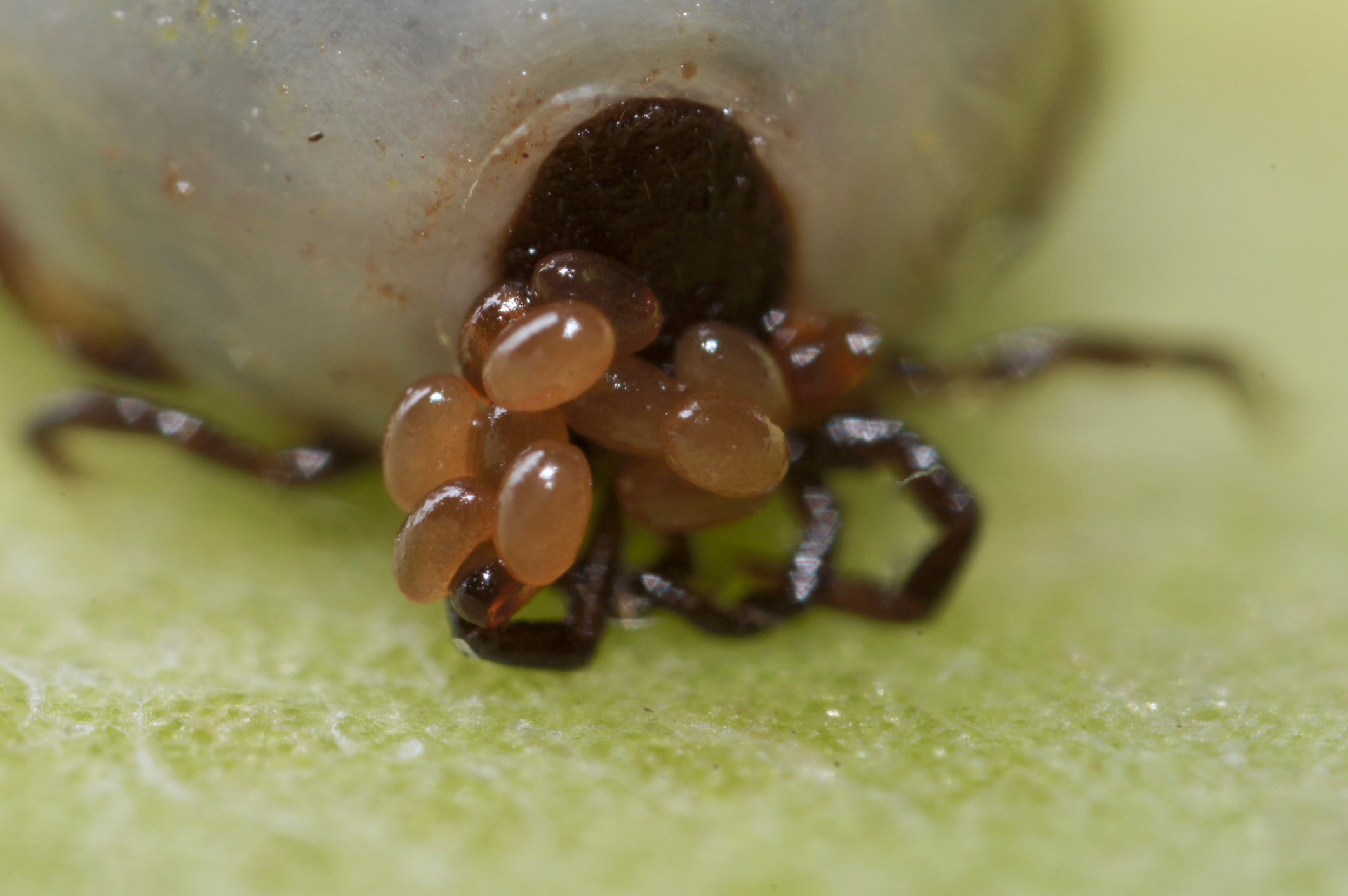 Gros plan sur des œufs de tiques regroupés en grappe sous une feuille