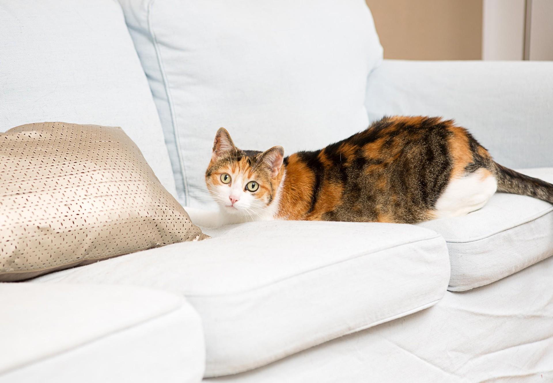 Chat domestique à la posture vigilante
