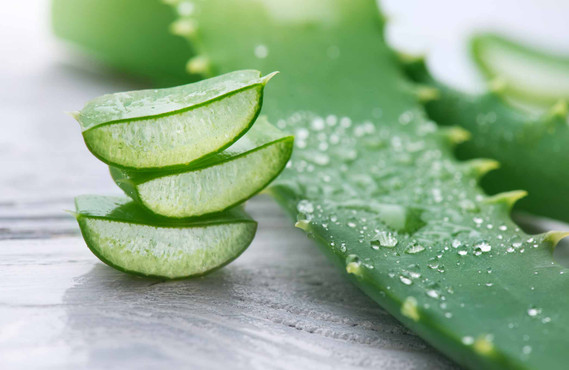 Feuilles d'Aloe Vera coupées