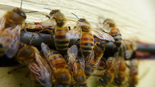 Détail d'alvéoles d'abeilles remplies de miel