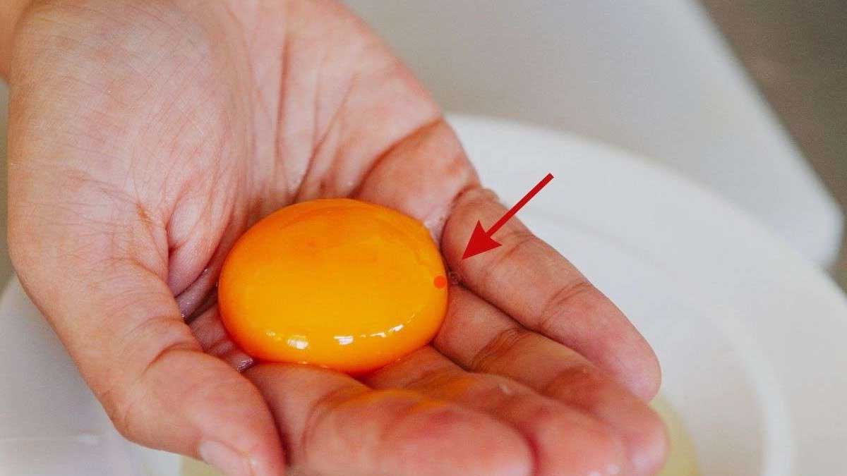 Œuf cassé révélant une tache rouge dans le jaune