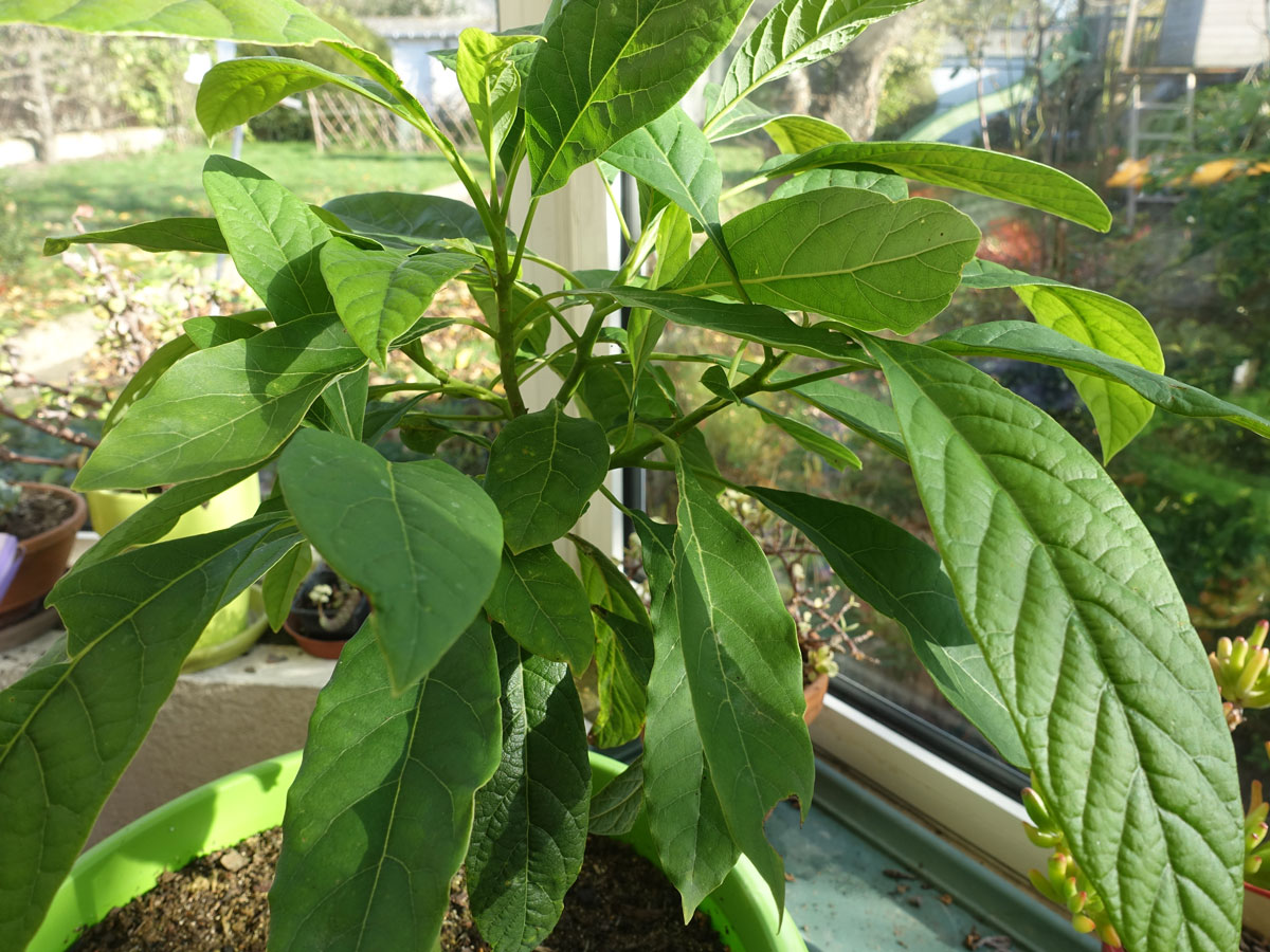 Jeune avocatier en pot avec de grandes feuilles vertes et luisantes