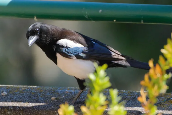 Une pie regardant par la fenêtre d'une maison