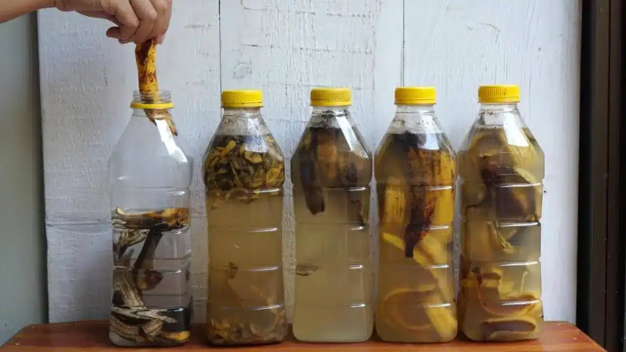 Piège à moustiques fait maison avec une bouteille et une peau de banane