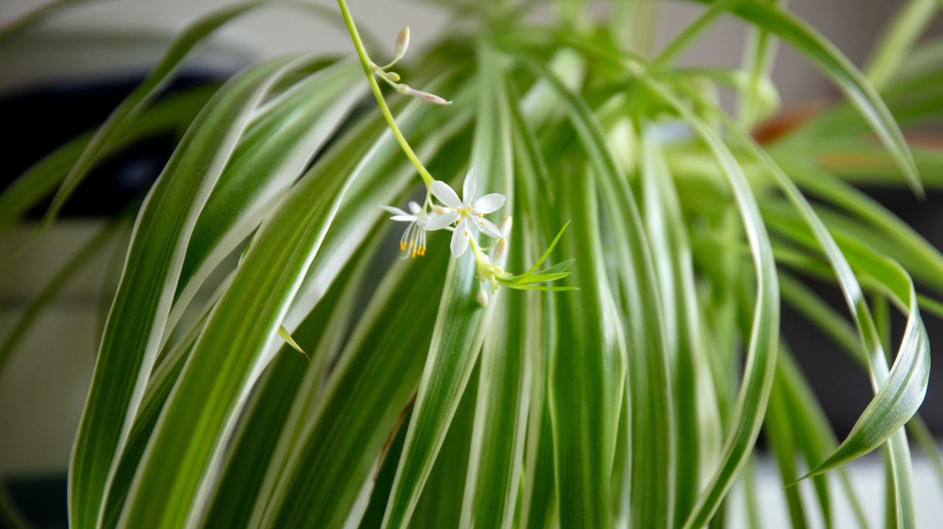 Mains en train de préparer un mélange de terreau et de sable pour le rempotage