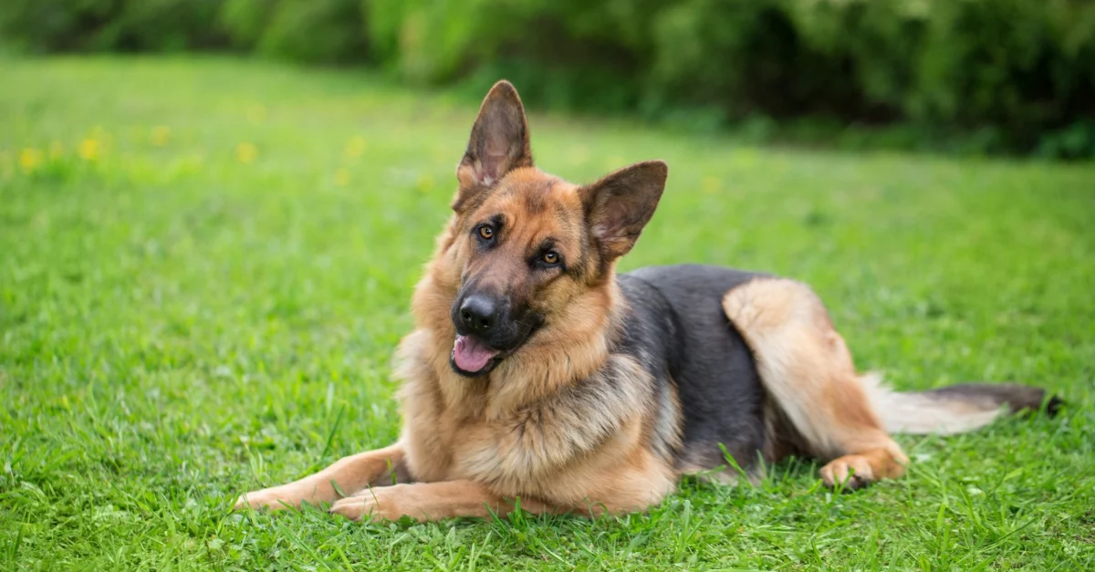 Berger allemand heureux dans un jardin