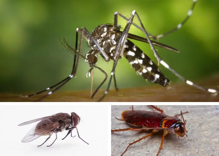 Insectes nuisibles dans une maison