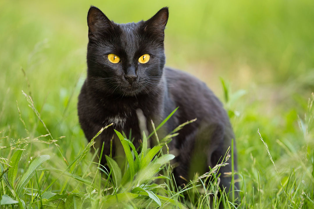 Chat Bombay noir aux yeux dorés