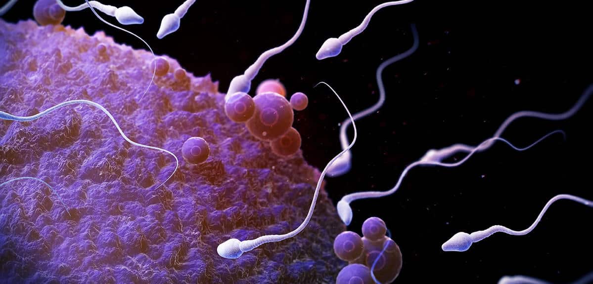 Analyse médicale de sperme au microscope