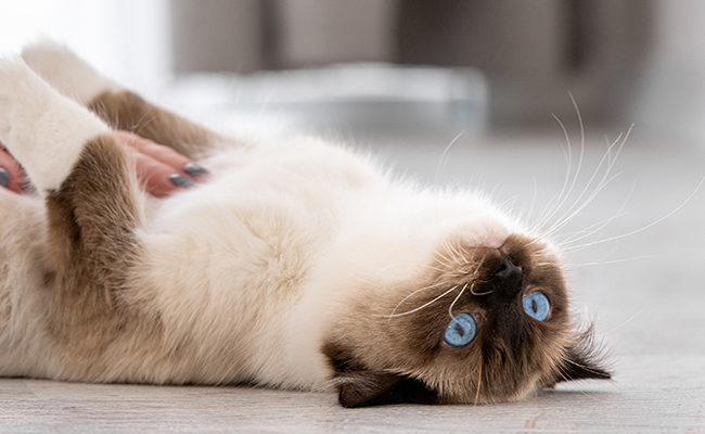 Chat heureux et détendu à l'intérieur