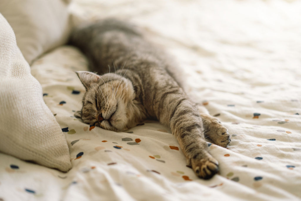 Chat observant la pièce depuis le lit