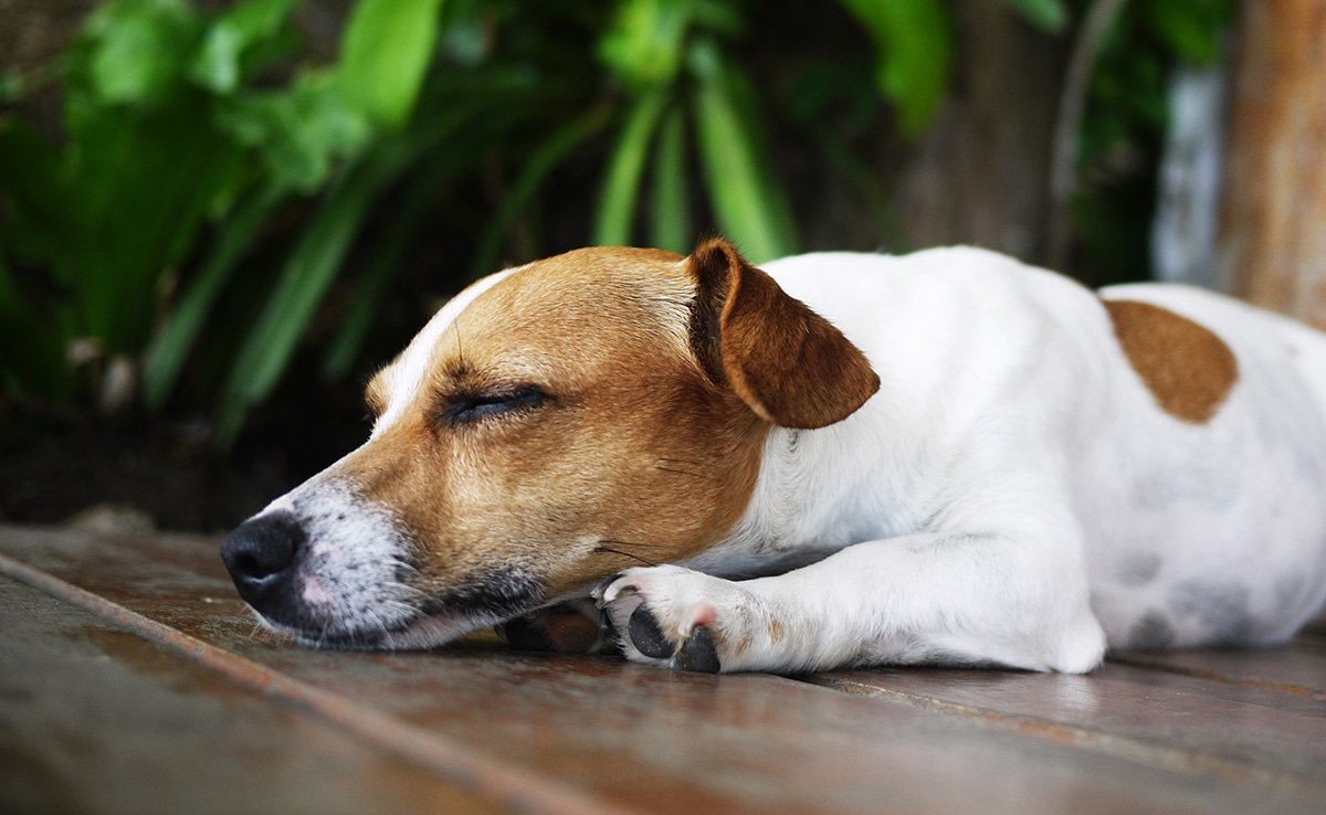 Chien allongé sur le ventre
