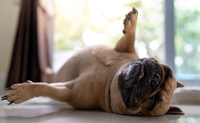 Chien dormant sur le dos