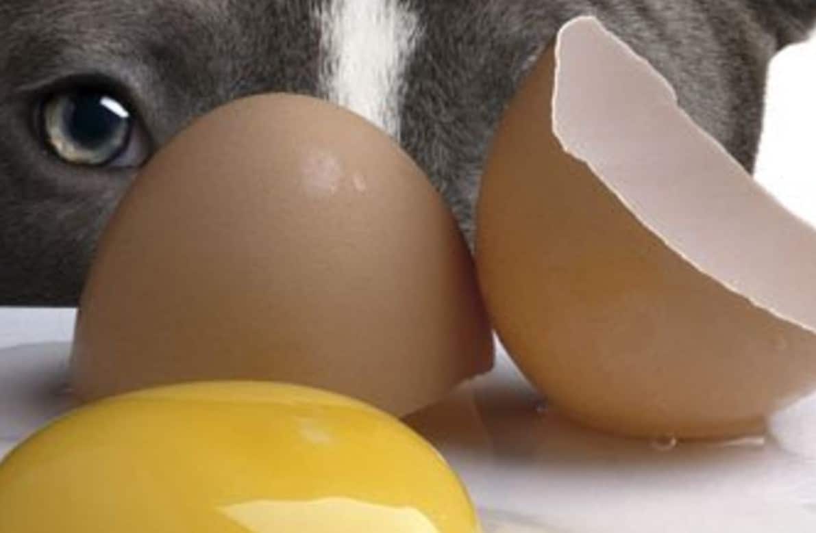 Chien bénéficiant des coquilles d'œufs