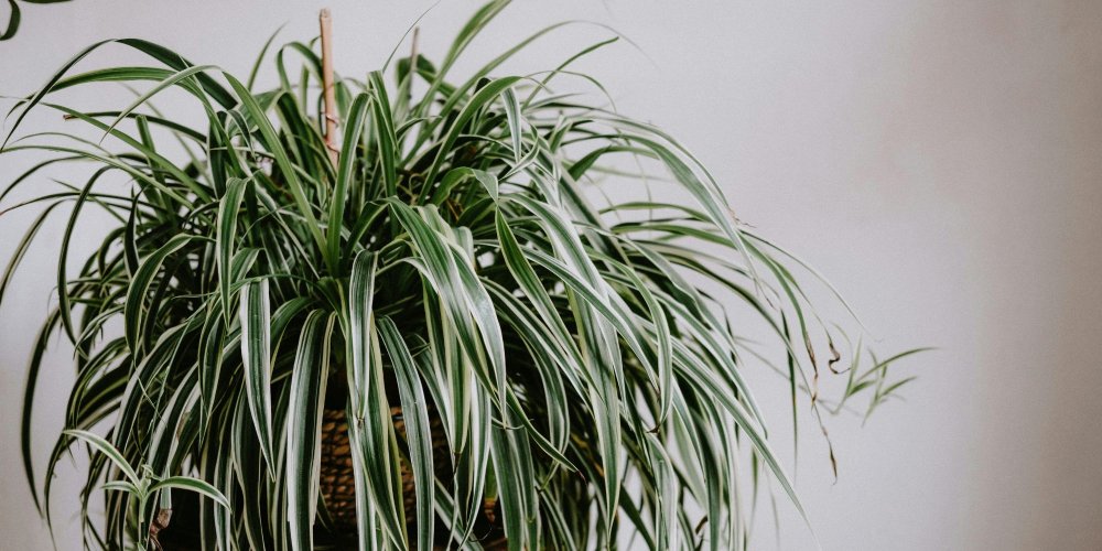 Gros plan sur un chlorophytum en pot, montrant sa rosette de feuilles et ses stolons